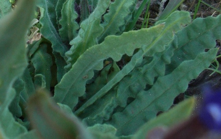 Anchusa hybrida Ten.